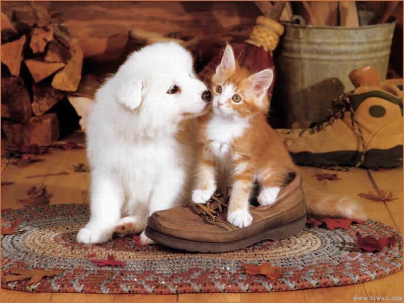 cat playing with dog cat playing with dog